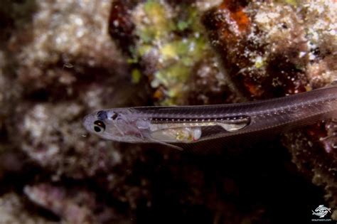 Silver pearlfish .